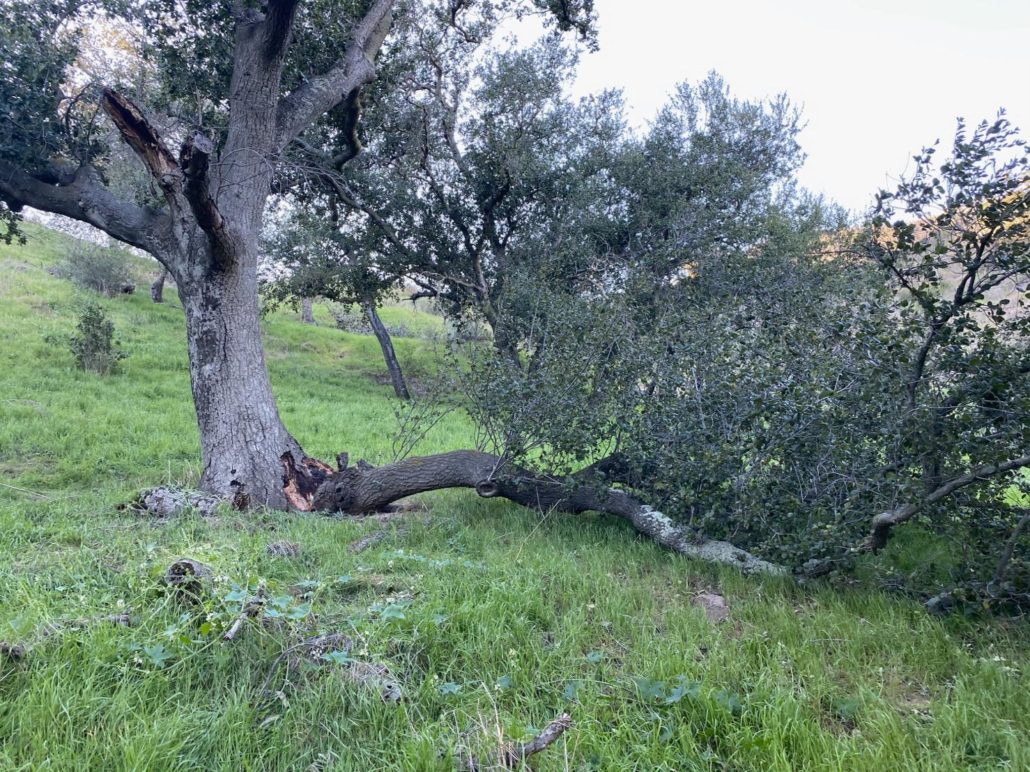 High winds and decay are a recipe for failure.

A tree that has partially fallen.