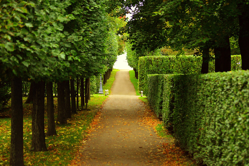 walkway lined with trees