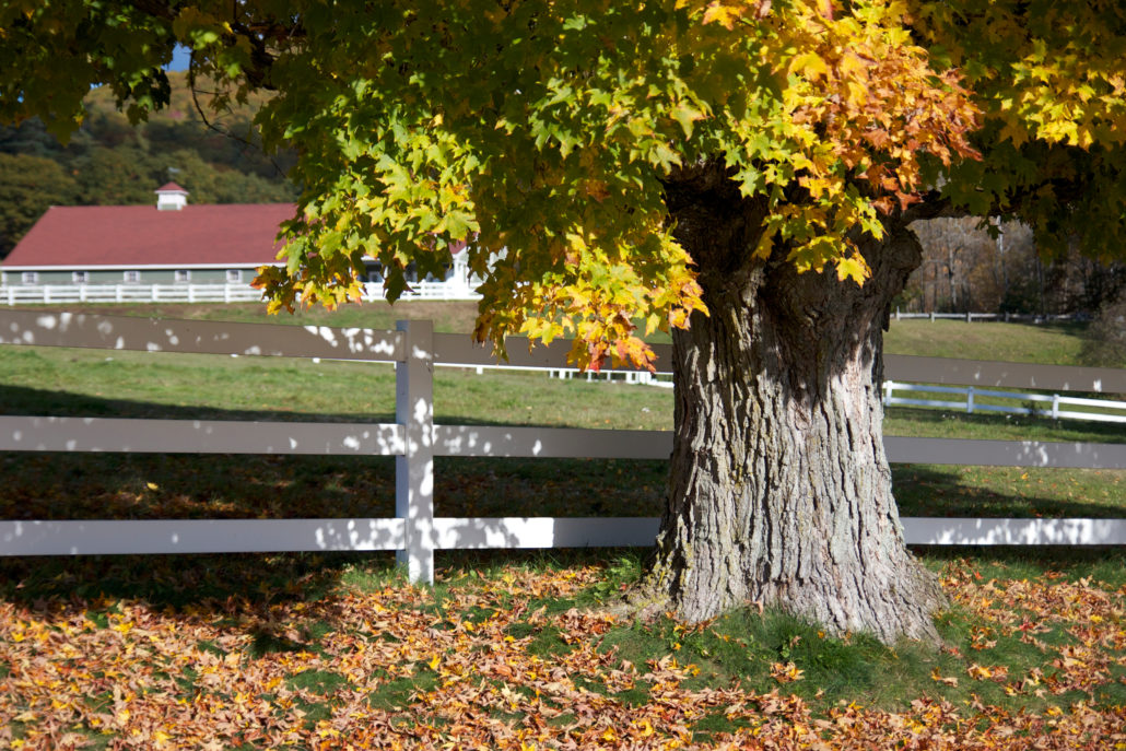 Tree by a fence