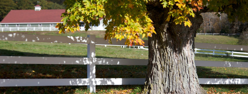 Neighborhood Tree