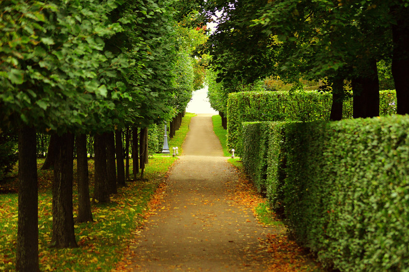 Tree Pruning Near Me