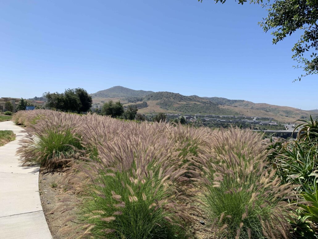 Monarch Grass