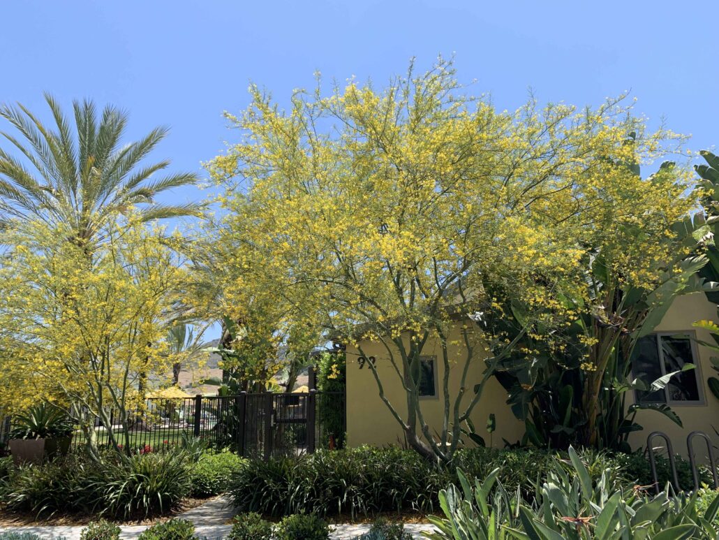 Monarch Trees