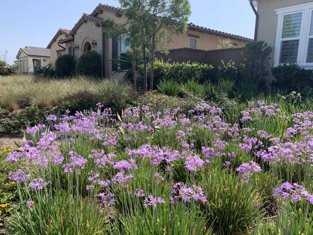 Monarch HOA Rules