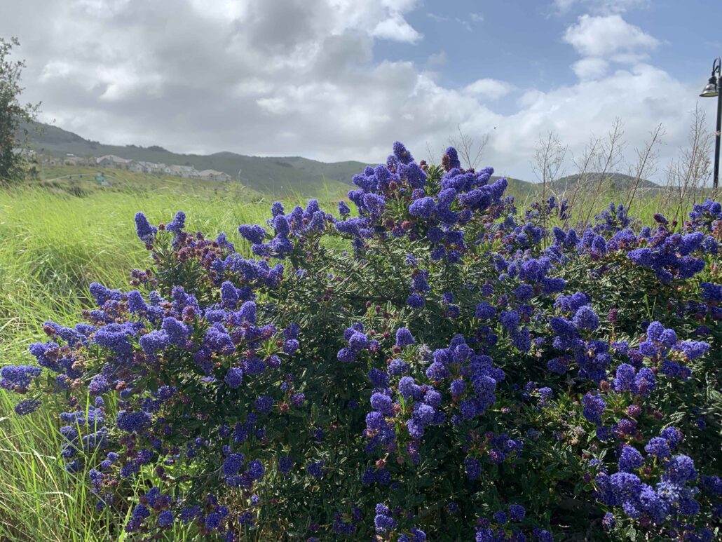 Monarch Plants