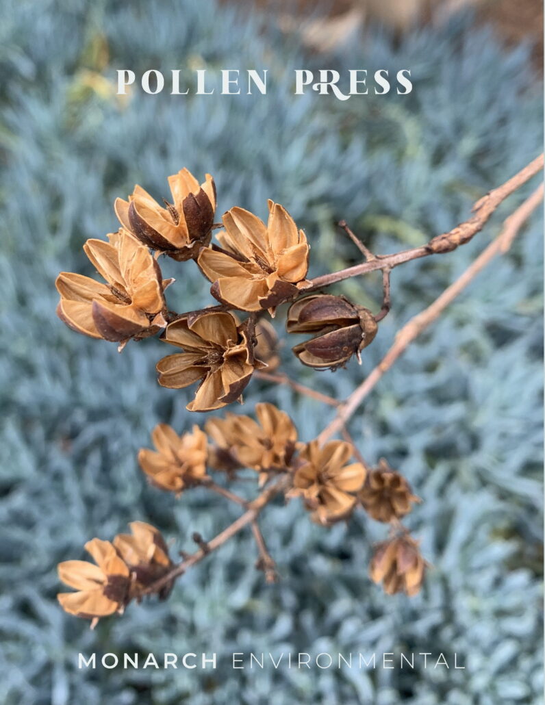 Monarch Winter Edition